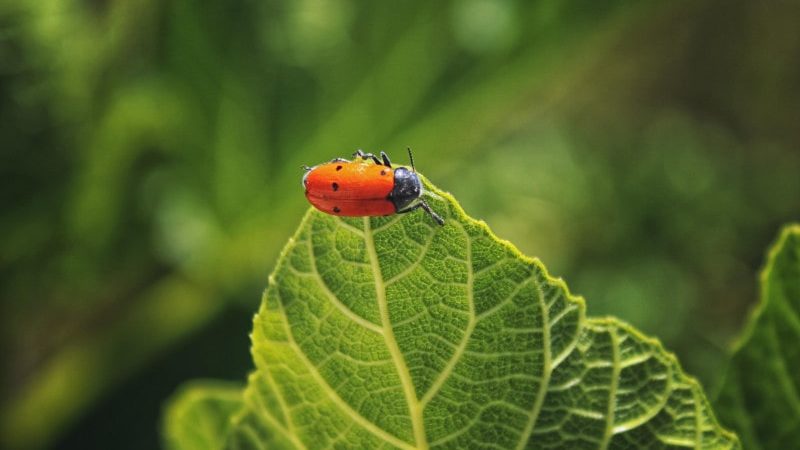 Planting to Attract Insect Pollinators